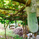 Bao An Macrobiotic Getränk