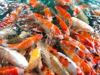 โอ่งข้าวโอ่งน้ำ